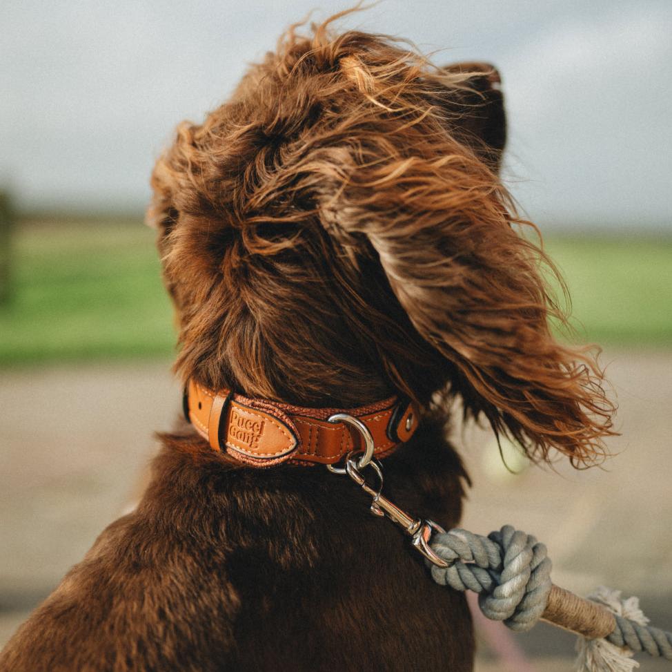 Air Tag Collars