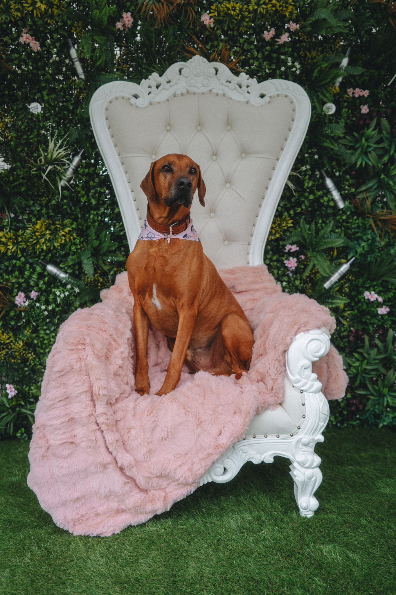 If you're hitting up the Blenheim Horse Trials and want your four-legged friend to roll in style, there's only one name you need to know: Pucci Gang