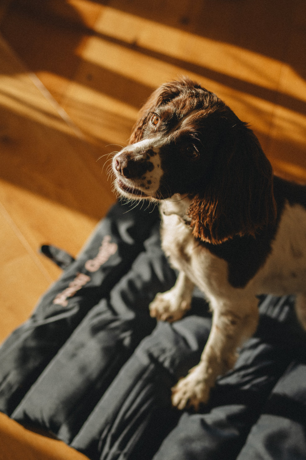 Reversible Travel Dog Mat