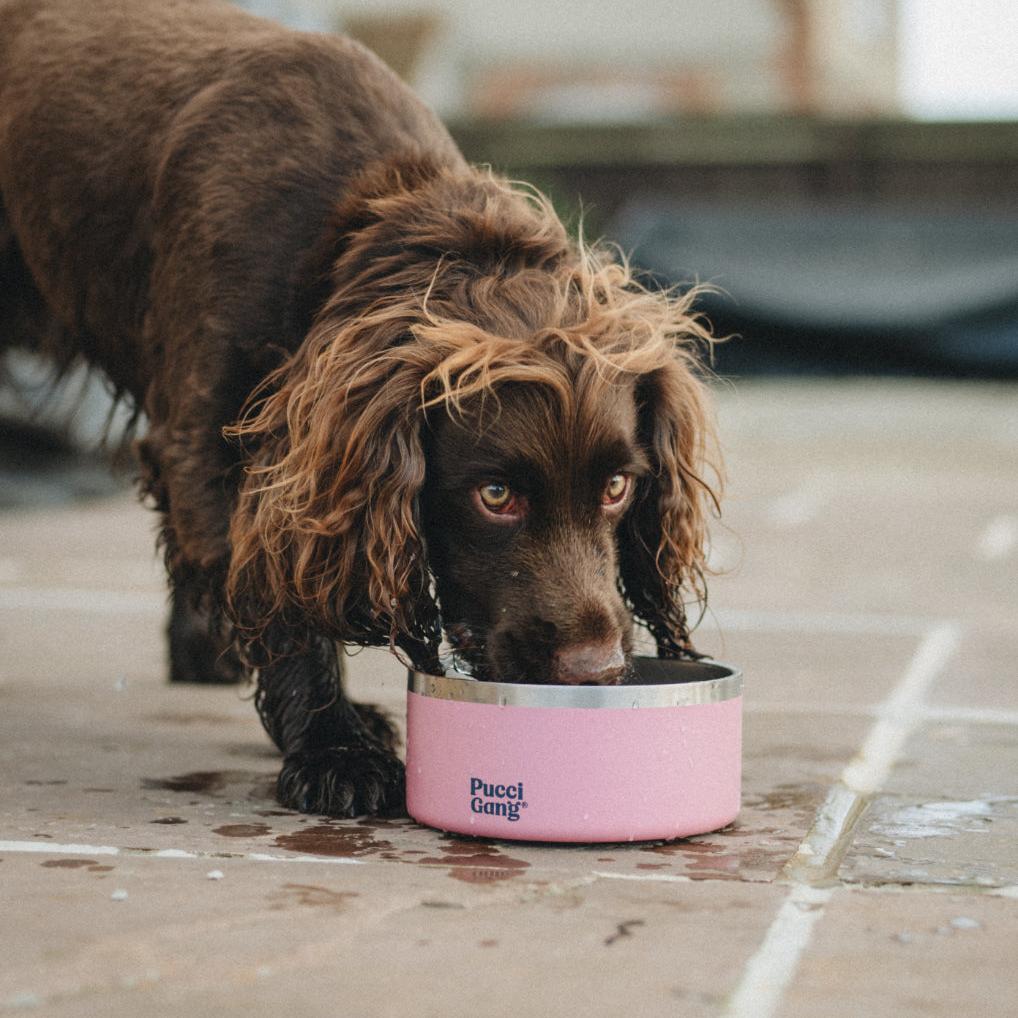 Double Insulated Dog Bowl